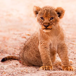 “Babies of the Big 5” Videos   feature Big Babies of African Wildlife