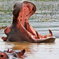 South African Casino Shares Fascinating Facts About Hippos