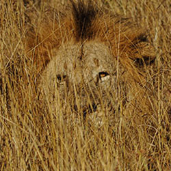 Springbok Casino Salutes African Animals That Are Masters of Disguise