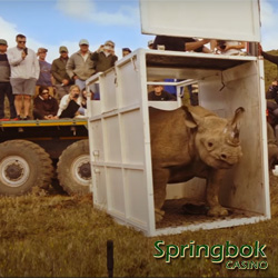 Springbok Casino Unveils “Guardians of Mzansi” Featureto Raise Awareness of South Africa’s Endangered Wildlife